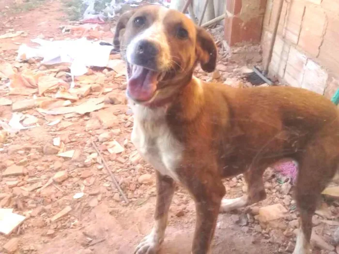 Cachorro ra a Vira lata idade 7 a 11 meses nome Cibelly