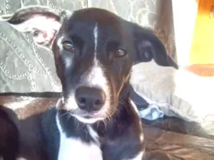 Cachorro raça Sem raça definida idade 1 ano nome Nega