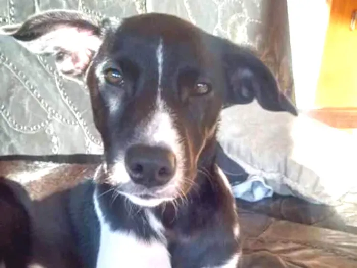 Cachorro ra a Sem raça definida idade 1 ano nome Nega