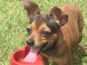 Cachorro raça Pinscher idade 6 ou mais anos nome Maggie