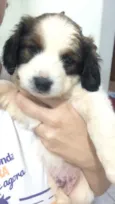 Filhote para Adoção 