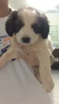 Filhote para Adoção 
