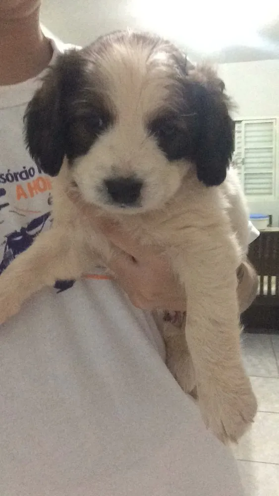 Cachorro raça Vira-Lata idade Abaixo de 2 meses nome Filhote para Adoção 