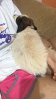Filhote para Adoção 