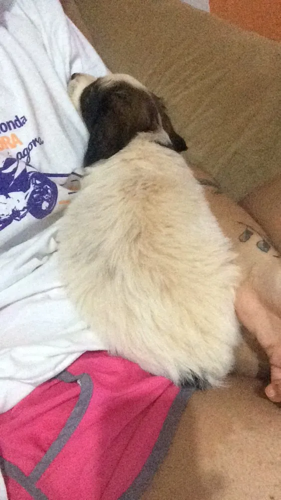 Cachorro raça Vira-Lata idade Abaixo de 2 meses nome Filhote para Adoção 