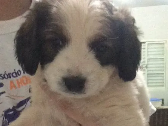Cachorro raça Vira-Lata idade Abaixo de 2 meses nome Filhote para Adoção 