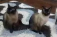 2 irmãos 2