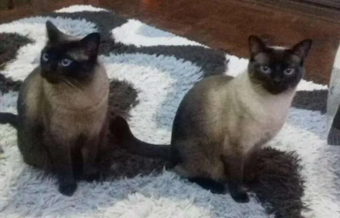 Gato ra a sialata idade 2 anos nome 2 irmãos 2