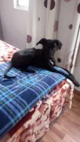 Lola