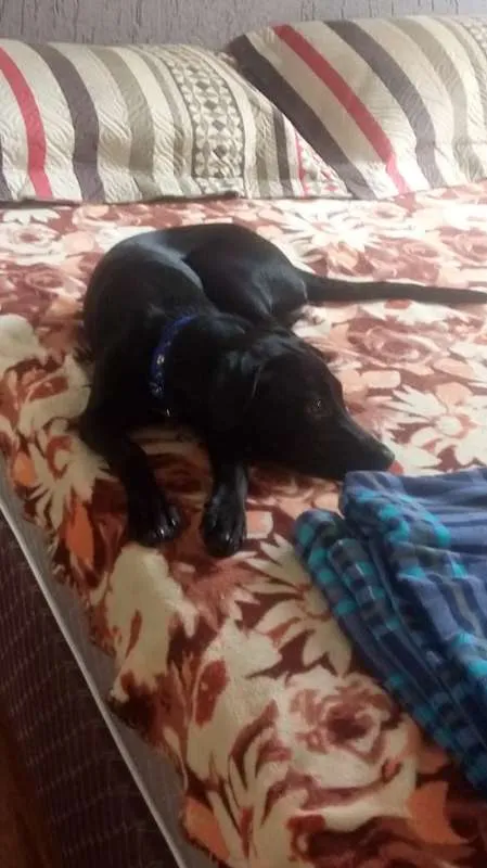 Cachorro raça SRD idade 2 a 6 meses nome Lola