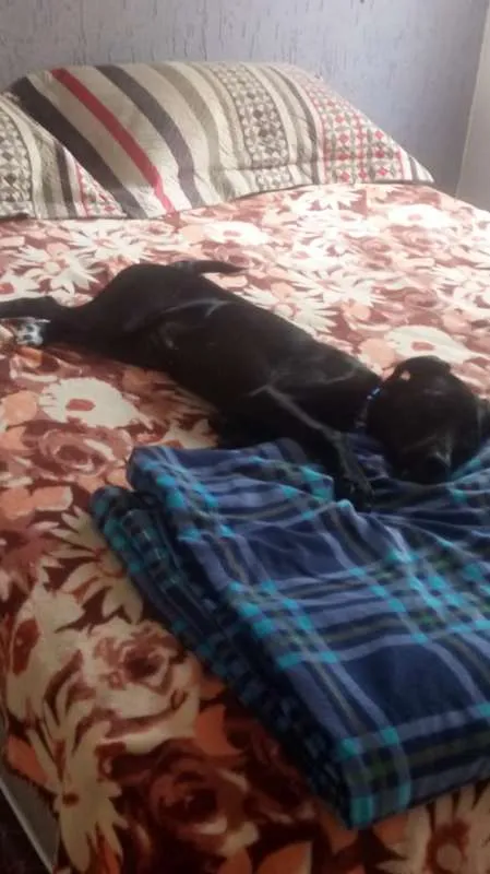 Cachorro raça SRD idade 2 a 6 meses nome Lola