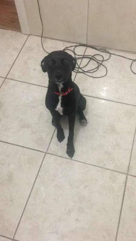 Cachorro raça SRD idade 2 a 6 meses nome Lola