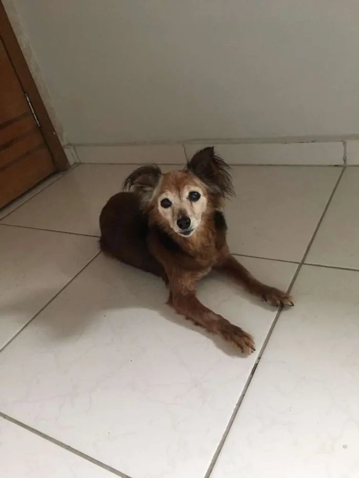 Cachorro ra a SRD idade 6 ou mais anos nome Belinha