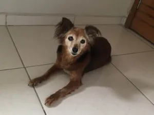 Cachorro raça SRD idade 6 ou mais anos nome Belinha