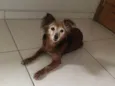 Belinha