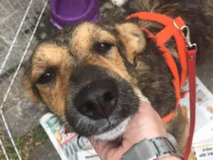 Cachorro raça SRD idade 3 anos nome Lucky