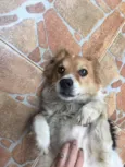 Drika