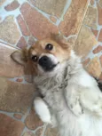 Drika
