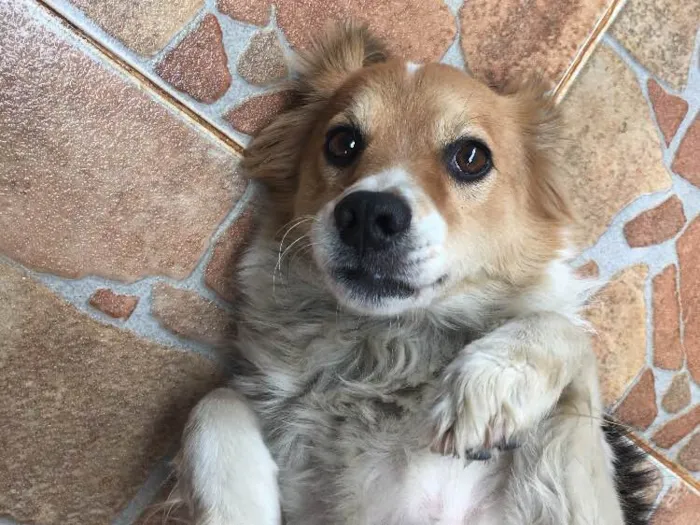 Cachorro ra a SRD idade 3 anos nome Drika