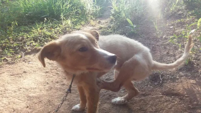 Cachorro ra a Vira lata com poodle idade 1 ano nome Scooby