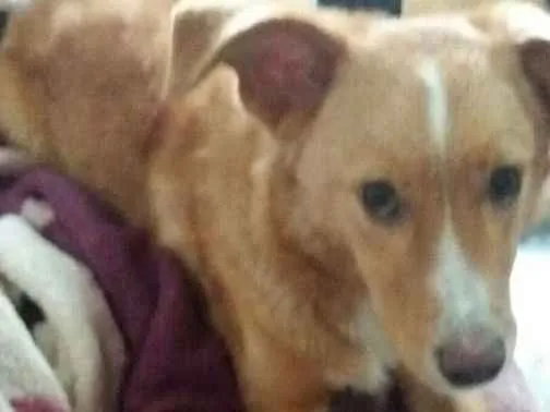 Cachorro ra a Vira lata com poodle idade 1 ano nome Scooby