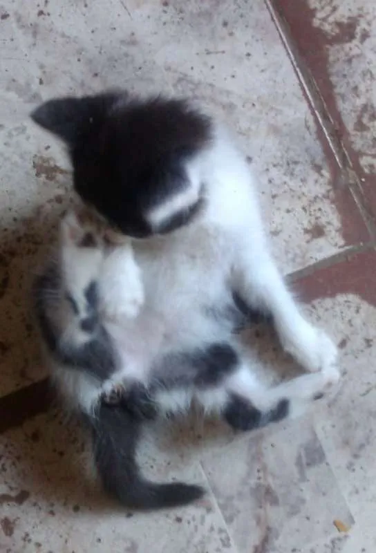 Gato ra a Sem Raça Definida idade 2 a 6 meses nome Sem Nome