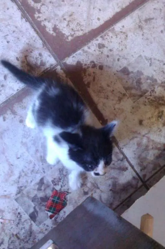 Gato ra a Sem Raça Definida idade 2 a 6 meses nome Sem Nome