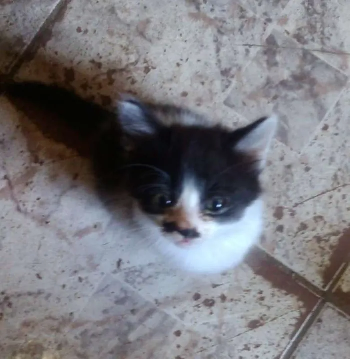Gato ra a Sem Raça Definida idade 2 a 6 meses nome Sem Nome
