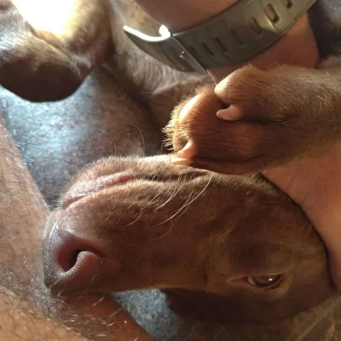 Cachorro ra a Vira-lata idade 2 a 6 meses nome Zelda