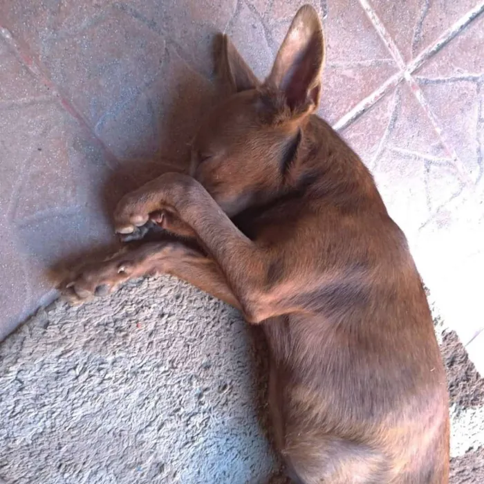 Cachorro ra a Vira-lata idade 2 a 6 meses nome Zelda