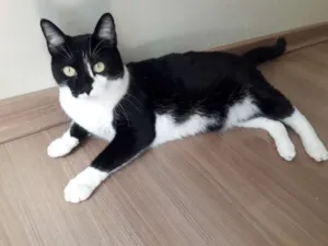 Gato raça Vita-Lata idade 5 anos nome Gargamel