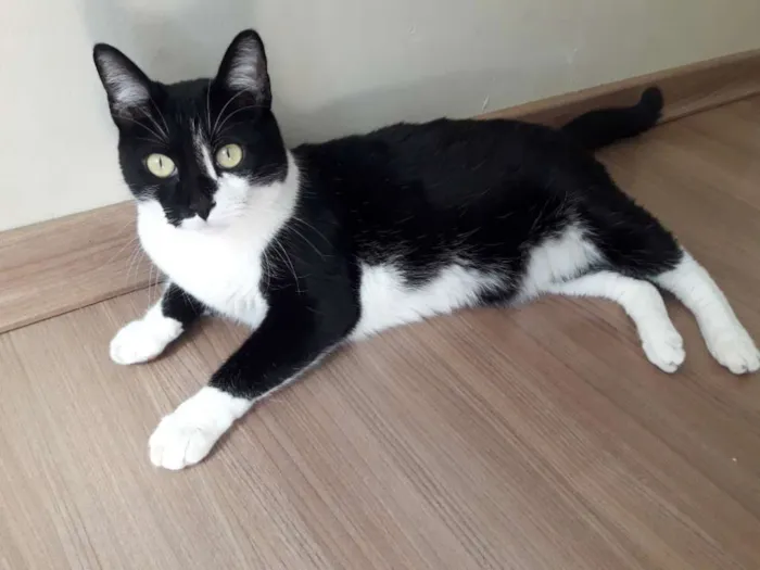 Gato ra a Vita-Lata idade 5 anos nome Gargamel