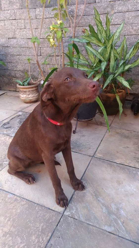 Cachorro ra a Vira-lata idade 2 a 6 meses nome Zelda