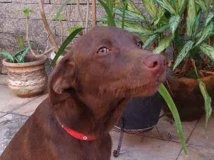 Cachorro ra a Vira-lata idade 2 a 6 meses nome Zelda
