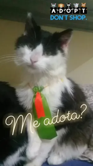 Gato raça SRD idade 2 a 6 meses nome PIMENTA