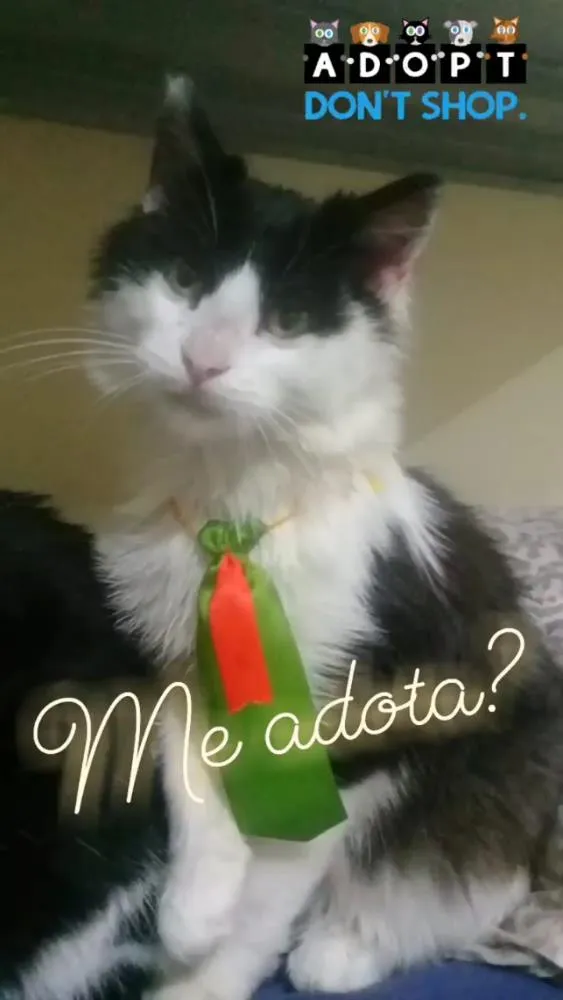 Gato ra a SRD idade 2 a 6 meses nome PIMENTA