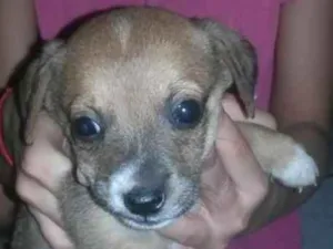 Cachorro raça SRD idade Abaixo de 2 meses nome Mel