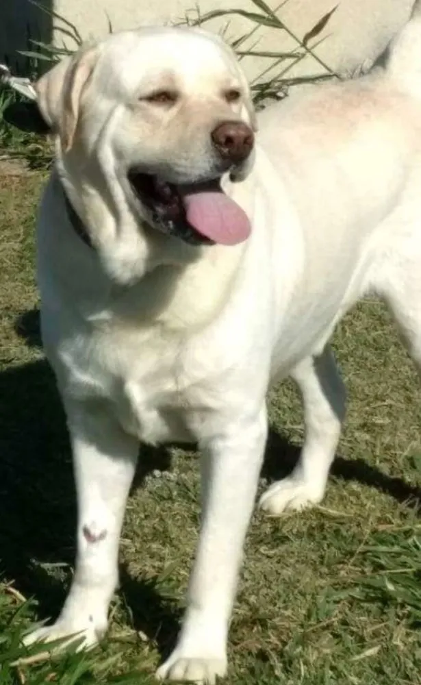 Cachorro ra a Labrador  idade 6 ou mais anos nome Thor