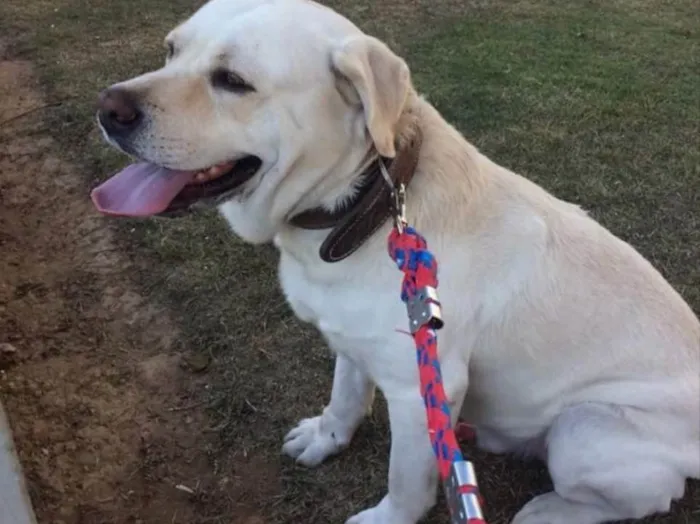 Cachorro ra a Labrador  idade 6 ou mais anos nome Thor