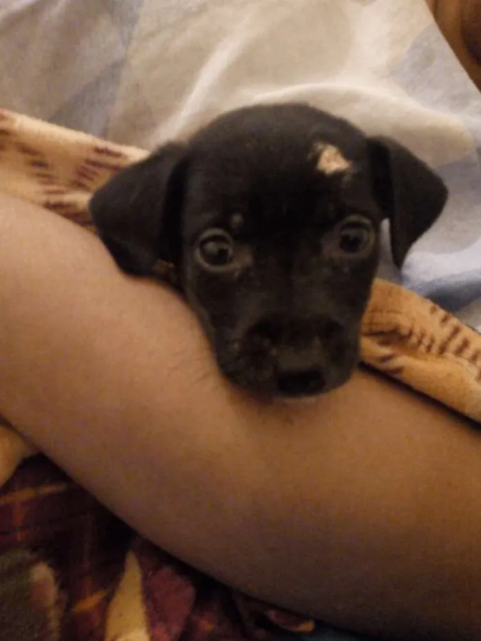 Cachorro ra a Não sei idade Abaixo de 2 meses nome Lua