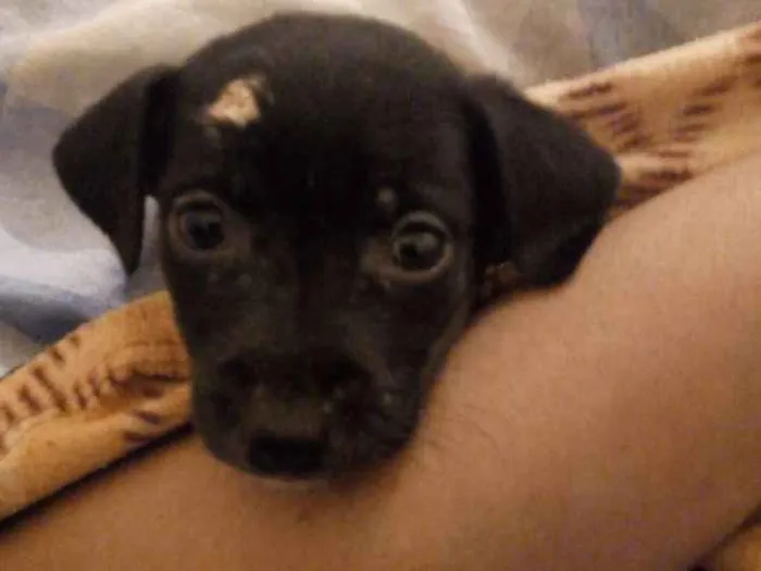 Cachorro ra a Não sei idade Abaixo de 2 meses nome Lua
