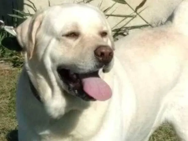 Cachorro ra a Labrador  idade 6 ou mais anos nome Thor