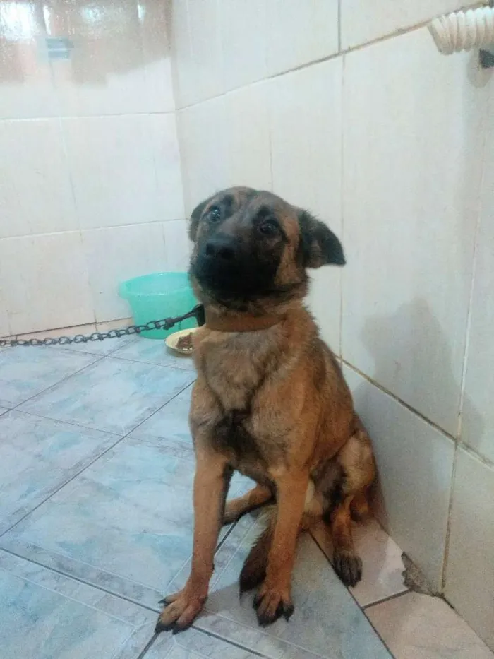 Cachorro ra a Não definida  idade 7 a 11 meses nome Duk