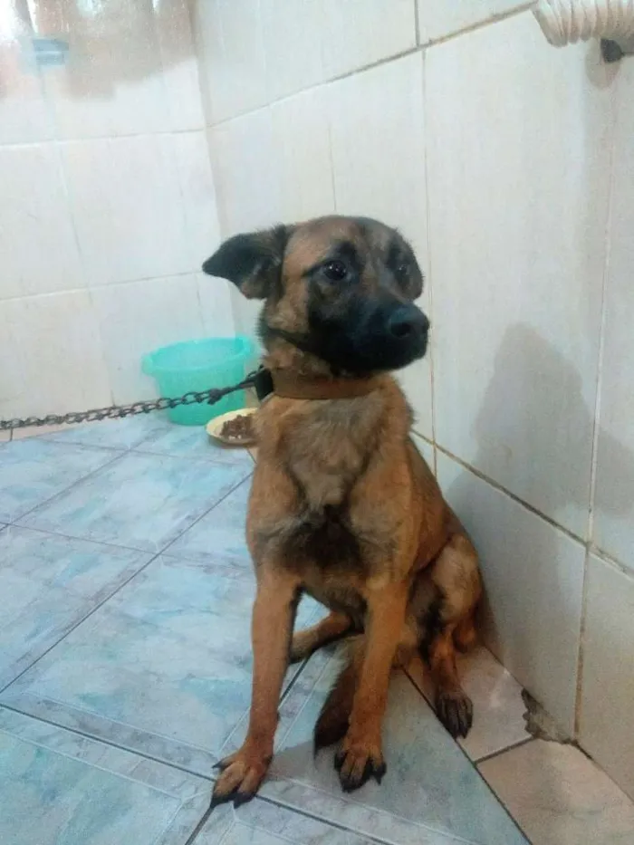 Cachorro ra a Não definida  idade 7 a 11 meses nome Duk