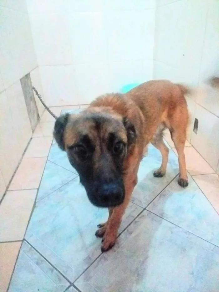 Cachorro ra a Não definida  idade 7 a 11 meses nome Duk