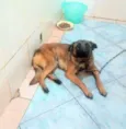 Duk