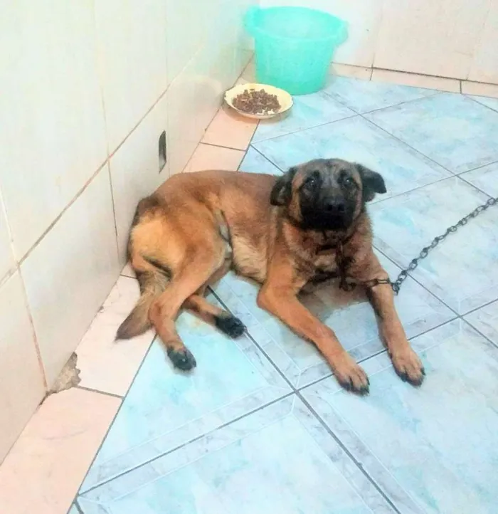 Cachorro ra a Não definida  idade 7 a 11 meses nome Duk