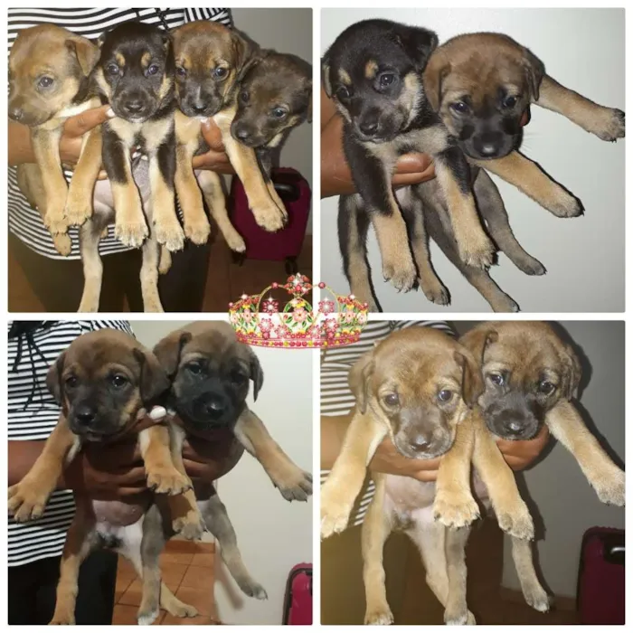 Cachorro ra a SRD idade Abaixo de 2 meses nome Vários 