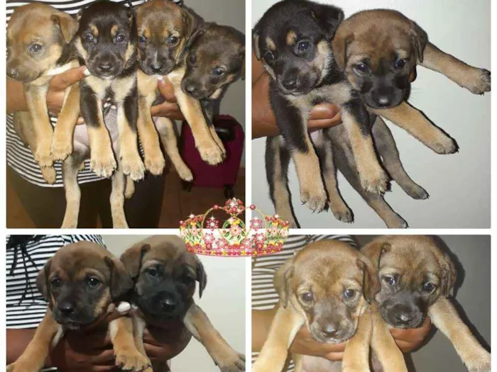 Cachorro ra a SRD idade Abaixo de 2 meses nome Vários 
