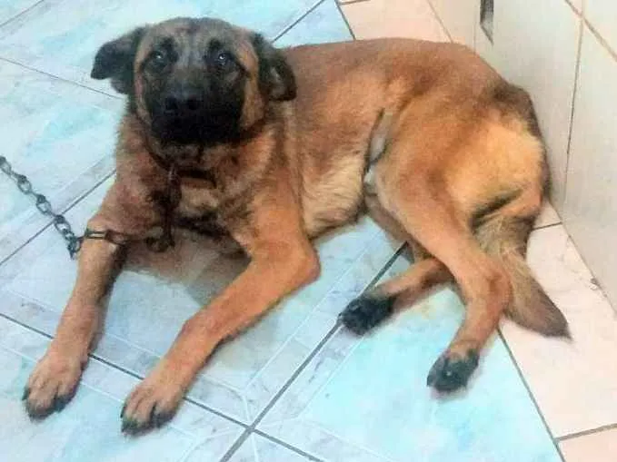 Cachorro ra a Não definida  idade 7 a 11 meses nome Duk